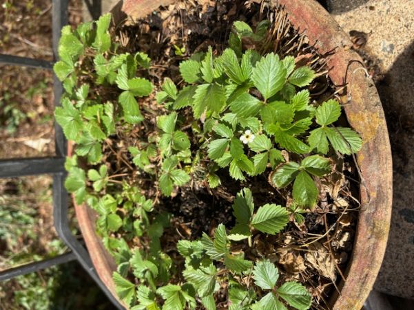 strawberries fr v v.jpg